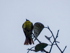 Myiozetetes cayanensis