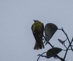 Myiozetetes cayanensis