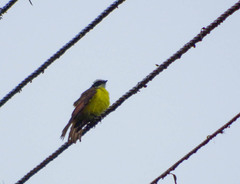 Myiozetetes cayanensis