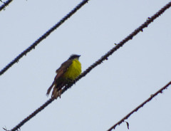 Myiozetetes cayanensis