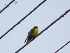 Myiozetetes cayanensis