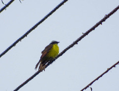 Myiozetetes cayanensis