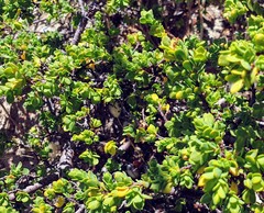 Pimelea serpyllifolia