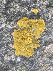 Candelina submexicana