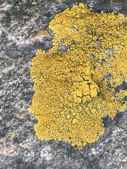 Candelina submexicana