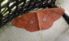 Anisodes vineotincta