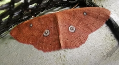 Anisodes vineotincta