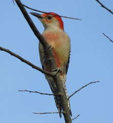 Melanerpes carolinus image