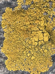 Candelina submexicana