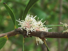Hakea dactyloides