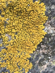 Candelina submexicana