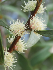 Hakea dactyloides