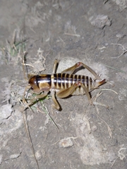 Hemiandrus maia