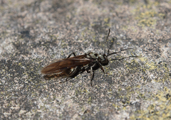 Polyrhachis illaudata