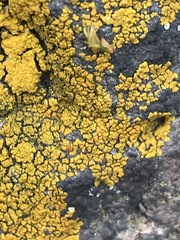 Candelina submexicana