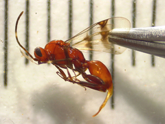 Fustiserphus longiceps