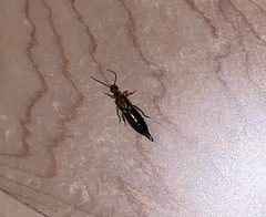 Forficula auricularia