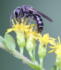 Lasioglossum coriaceum