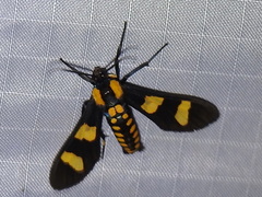 Phoenicoprocta hampsonii