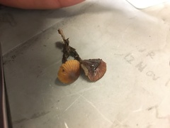 Galerina nana