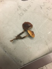 Galerina nana