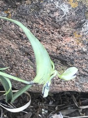 Commelina dianthifolia