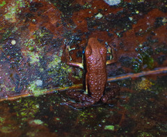 Epipedobates boulengeri