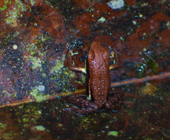 Epipedobates boulengeri