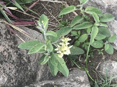 Solanum bulbocastanum