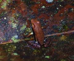 Epipedobates boulengeri