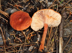 Lactarius hepaticus