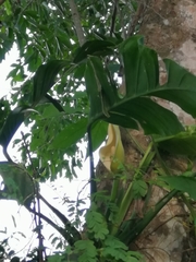 Monstera dissecta