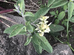 Solanum bulbocastanum