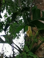 Monstera dissecta