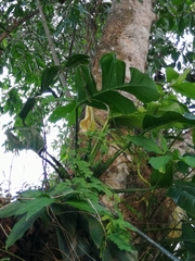 Monstera dissecta