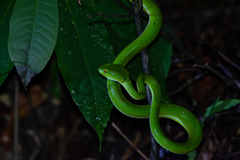 Trimeresurus macrops