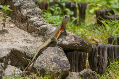 Leiolepis belliana