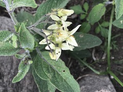 Solanum bulbocastanum