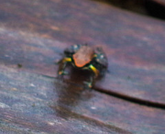 Epipedobates boulengeri