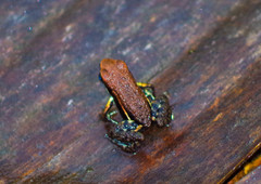 Epipedobates boulengeri