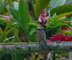 Myiozetetes cayanensis