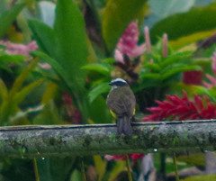 Myiozetetes cayanensis