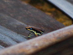 Epipedobates boulengeri