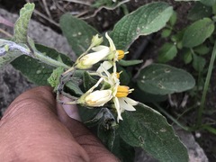 Solanum bulbocastanum