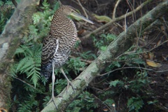 Tigrisoma