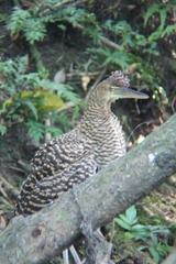Tigrisoma