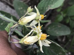 Solanum bulbocastanum