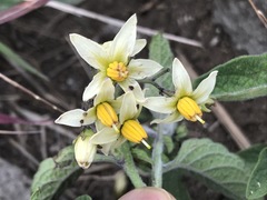 Solanum bulbocastanum