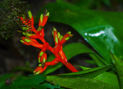 Guzmania scherzeriana