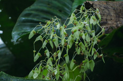 Begonia glabra